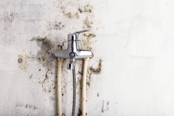 Best Office Mold Removal Services  in Mineola, NY