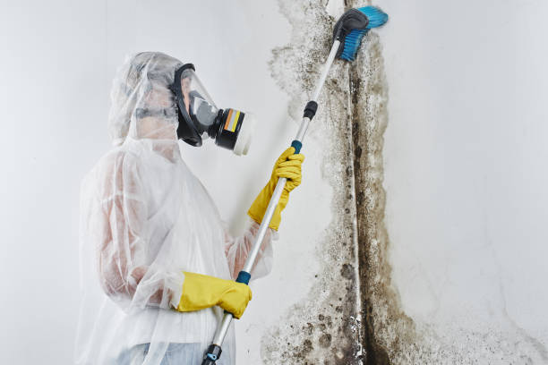 Best Same-Day Mold Removal  in Mineola, NY