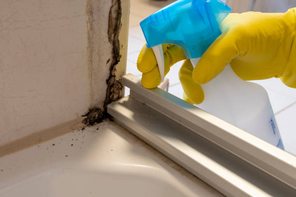 Best Mold Testing  in Mineola, NY