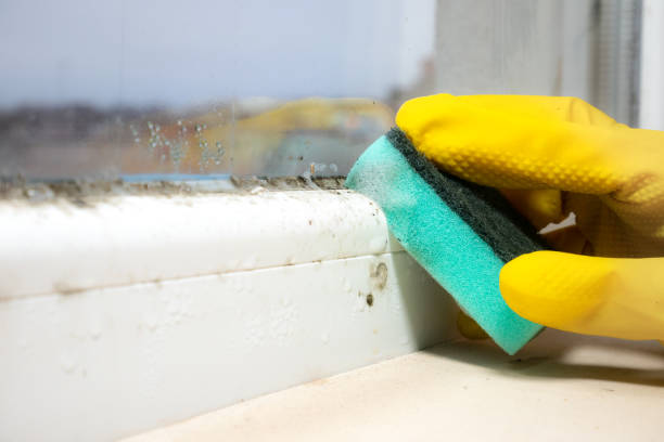 Best Toxic Mold Removal  in Mineola, NY