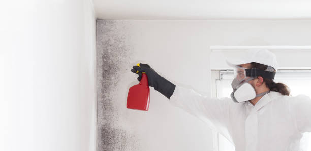 Best Attic Mold Removal  in Mineola, NY