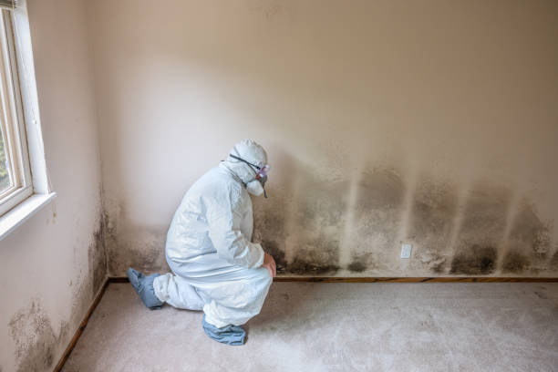 Best Same-Day Mold Removal  in Mineola, NY