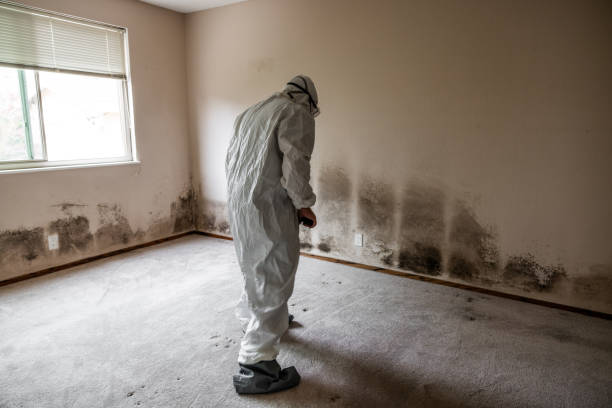 Best Crawl Space Mold Removal  in Mineola, NY