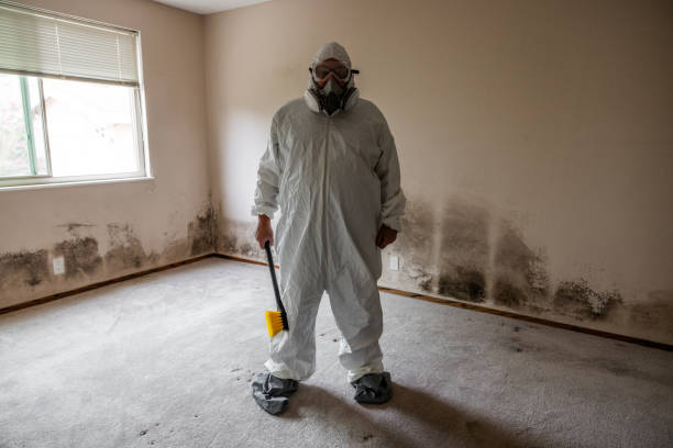 Mold Removal Process in Mineola, NY